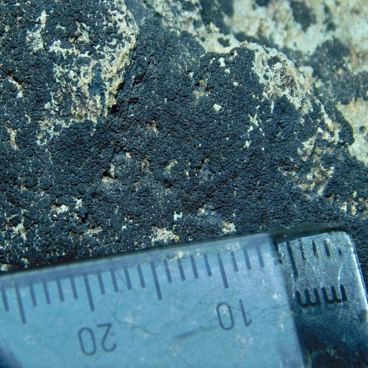 Pyrenopsis foederata (Pyrenopsis foederata) — photo mycologique