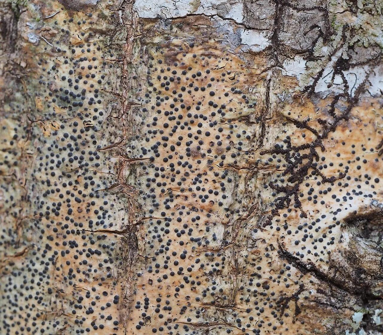 Pyrenula citriformis (Pyrenula citriformis) — photo mycologique