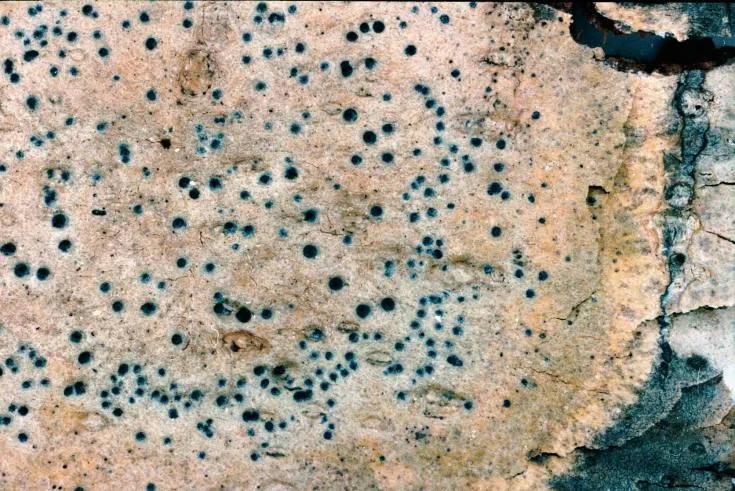Pyrenula cocoes (Pyrenula cocoes) — photo mycologique