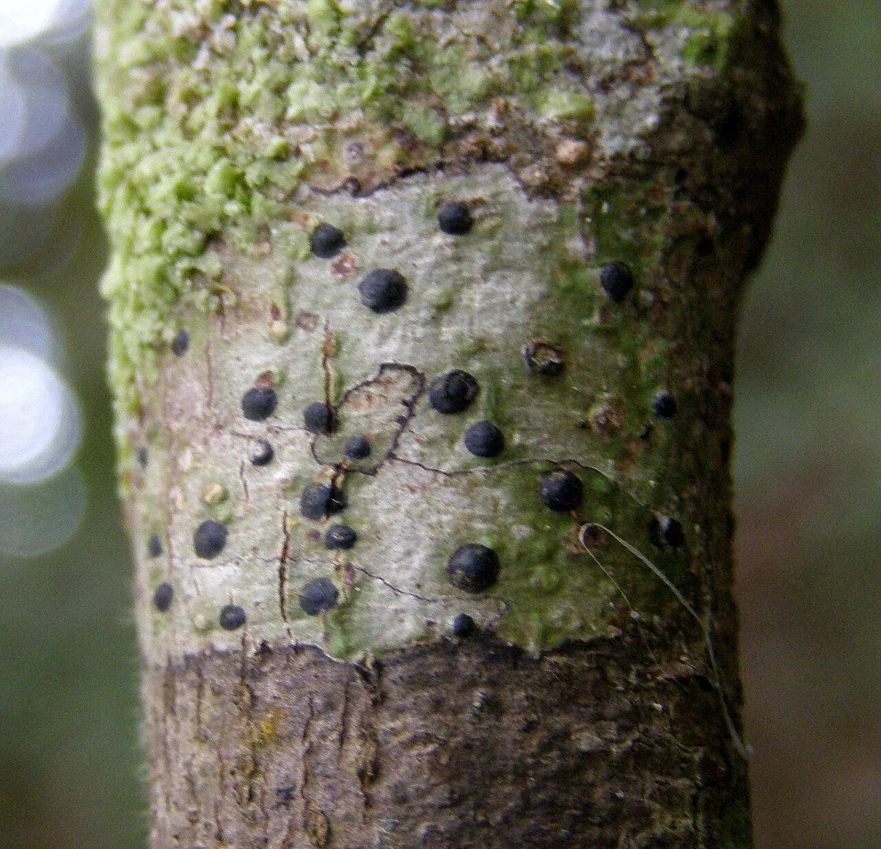 Pyrenula mamillana (Pyrenula mamillana) — photo mycologique