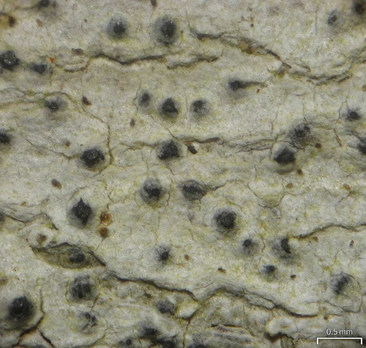 Pyrenula microcarpa (Pyrenula microcarpa) — photo mycologique