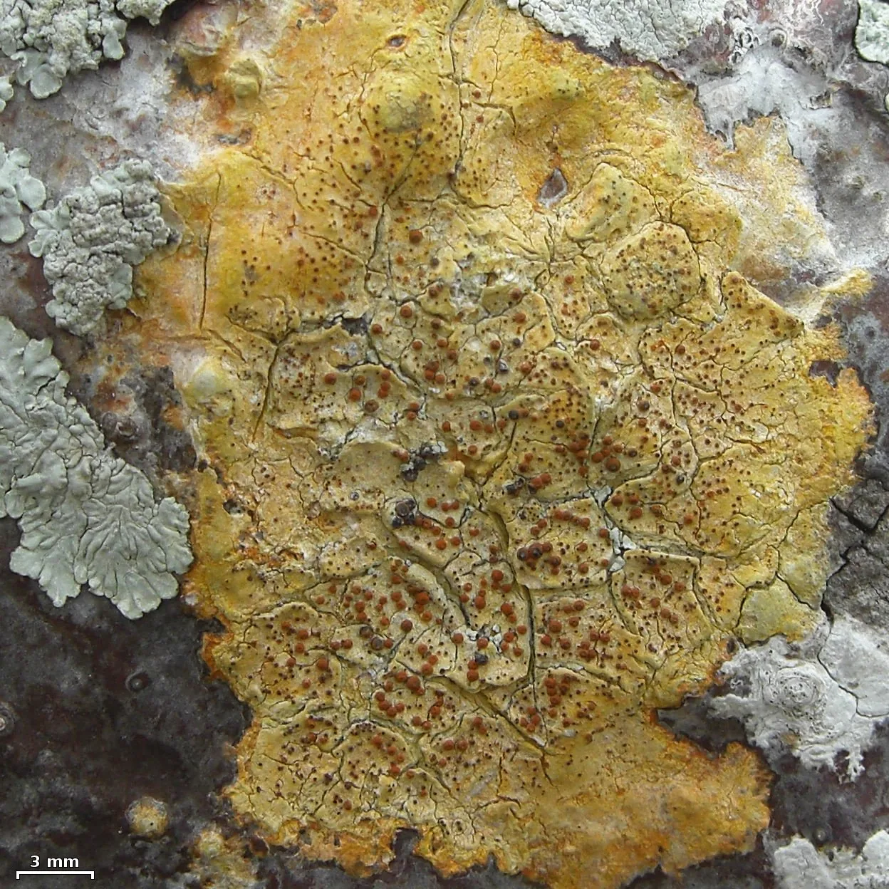 Pyrenula ochraceoflava (Pyrenula ochraceoflava) — photo mycologique