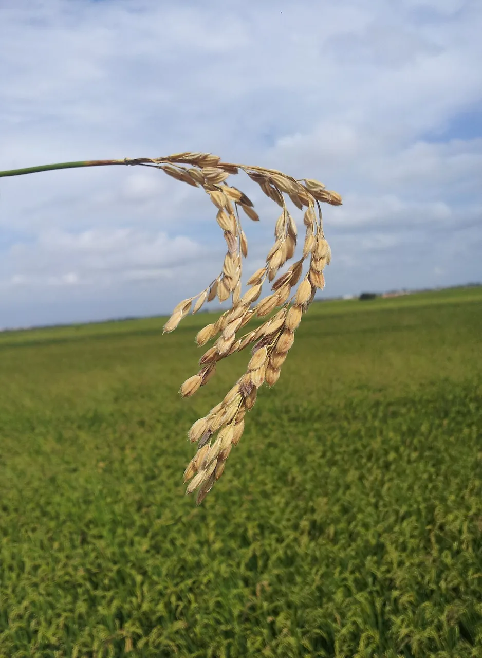 Pyricularia zingibericola (Pyricularia zingibericola) — photo mycologique