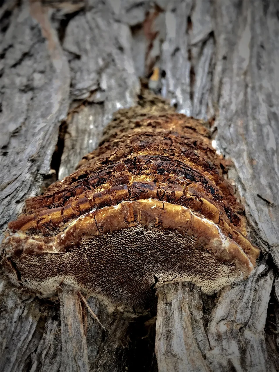 Pyrofomes juniperinus (Pyrofomes juniperinus) — photo mycologique