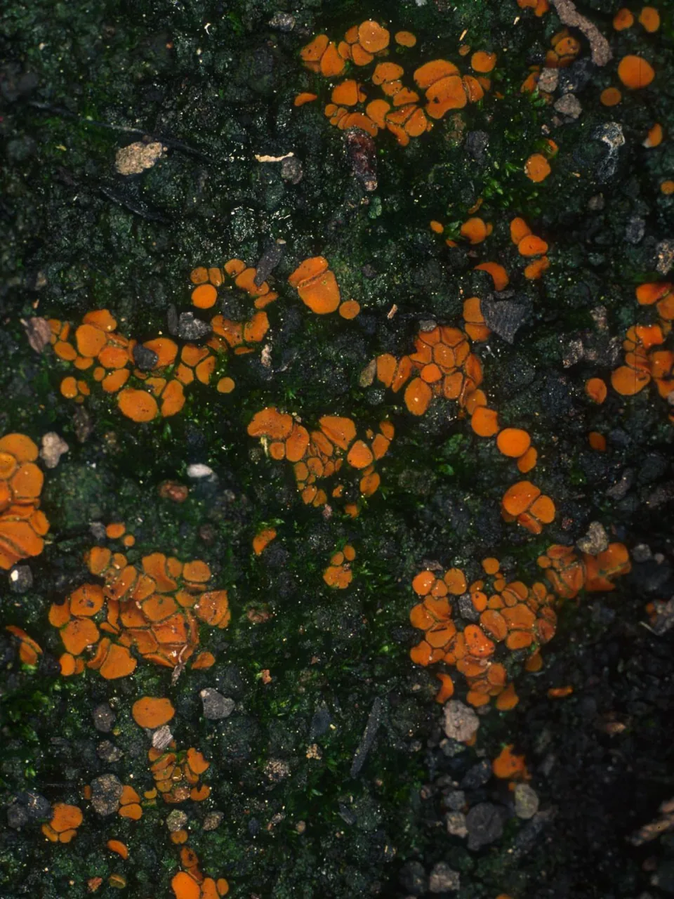 Pyronema omphalodes (Pyronema omphalodes) — photo mycologique