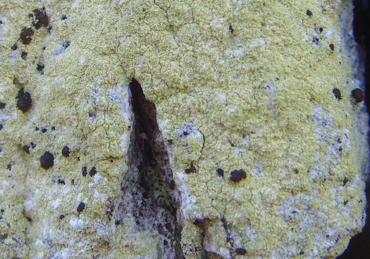 Pyrrhospora quernea (Pyrrhospora quernea) — photo mycologique