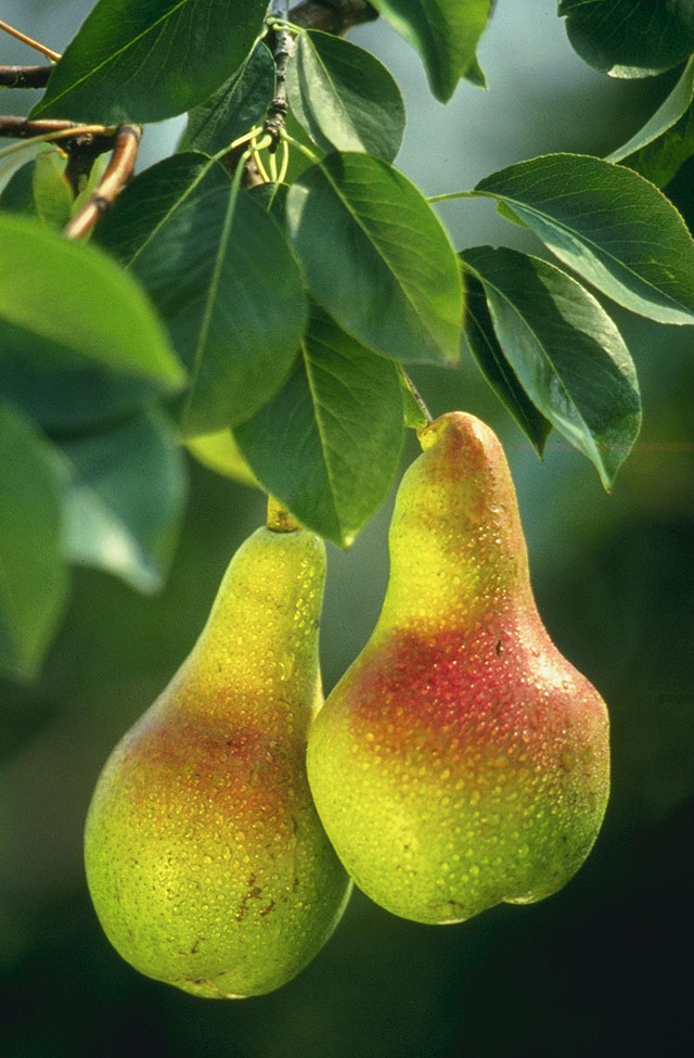 Poirier (Pyrus) — photo botanique
