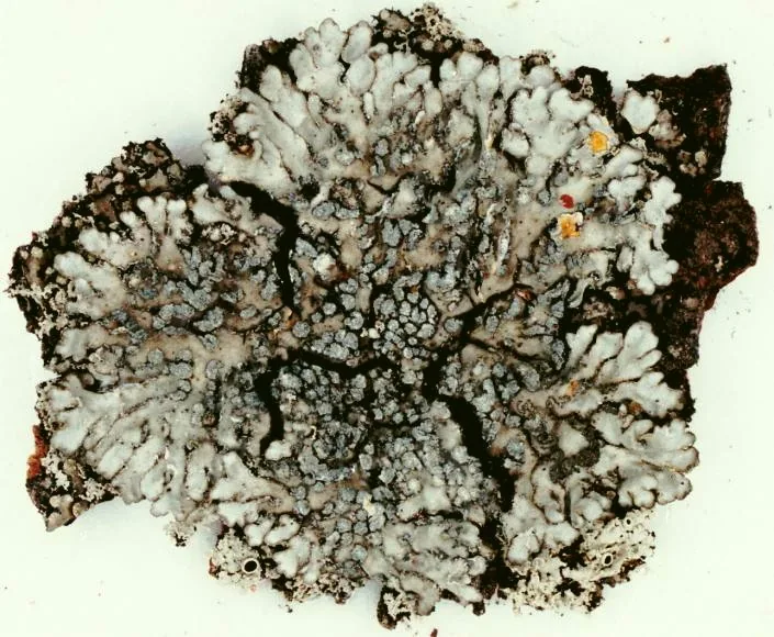 Pyxine daedalea (Pyxine daedalea) — photo mycologique