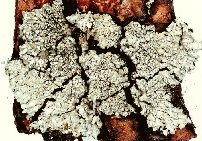 Pyxine subcinerea (Pyxine subcinerea) — photo mycologique