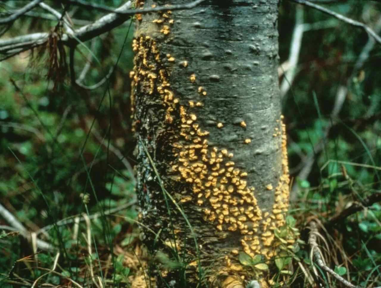 Quasipucciniastrum potentillae (Quasipucciniastrum potentillae) — photo mycologique