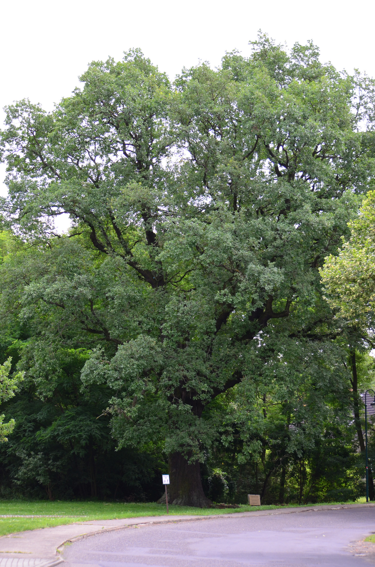 Chêne (Quercus) — photo botanique