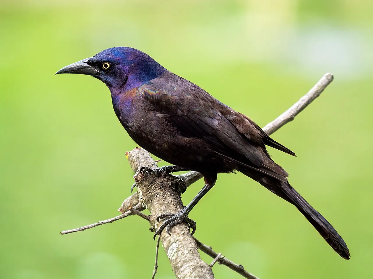 Quiscale bronzé (Quiscalus quiscula) — photo vertébré