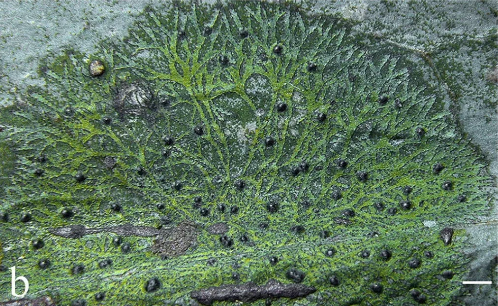 Racoplaca tremens (Racoplaca tremens) — photo mycologique