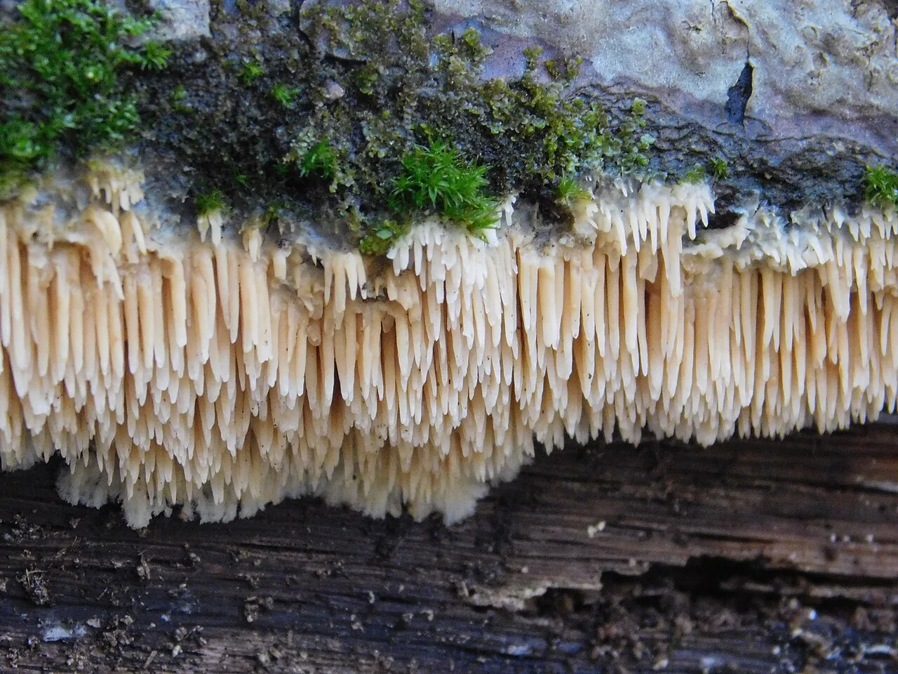 Radulodon erikssonii (Radulodon erikssonii) — photo mycologique