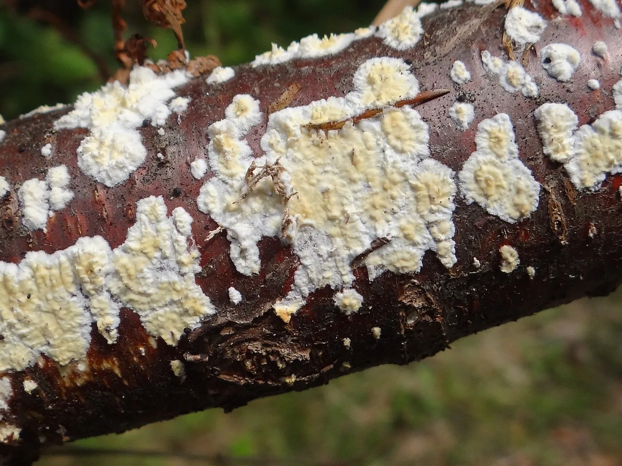 Radulomyces confluens (Radulomyces confluens) — photo mycologique