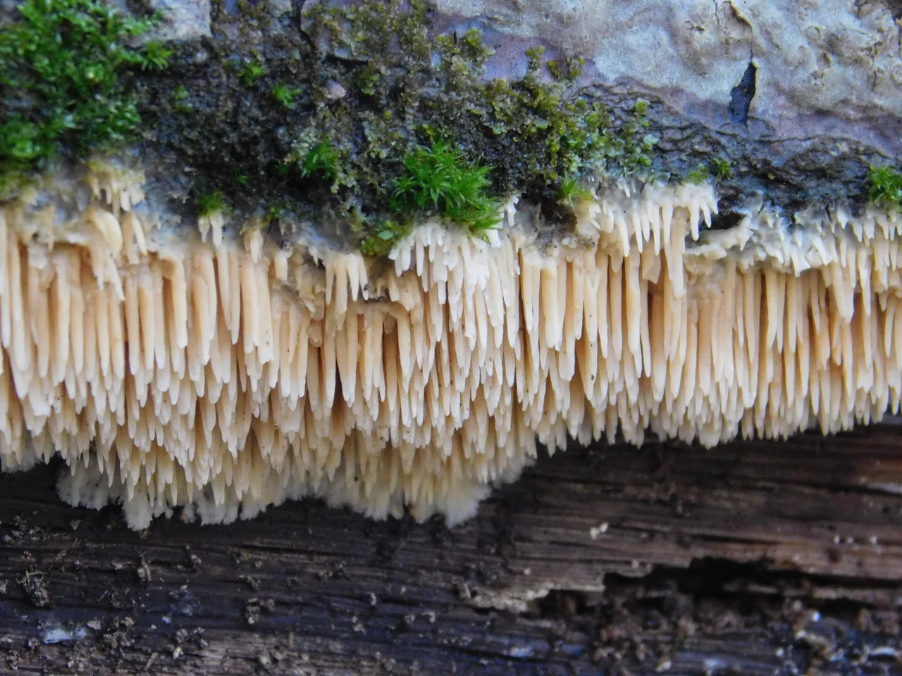 Radulomyces copelandii (Radulomyces copelandii) — photo mycologique