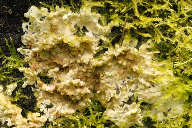 Radulomyces rickii (Radulomyces rickii) — photo mycologique