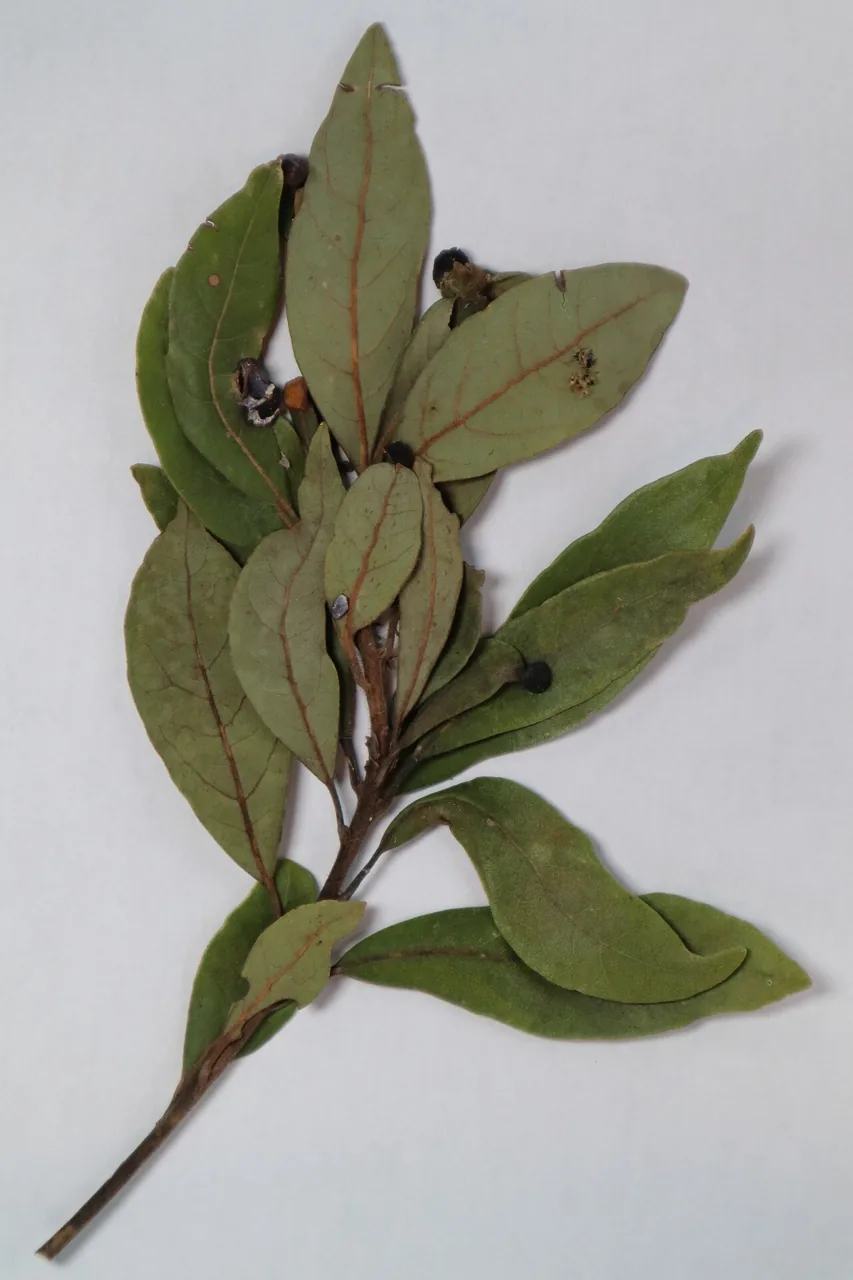 Raffaelea ellipticospora (Raffaelea ellipticospora) — photo mycologique