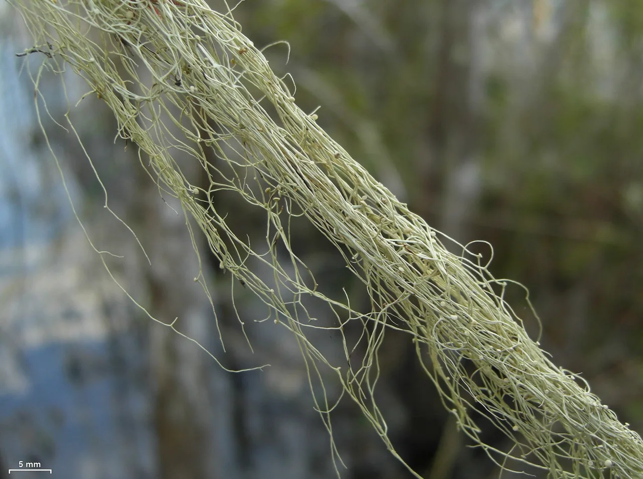 Ramalina bogotensis (Ramalina bogotensis) — photo mycologique