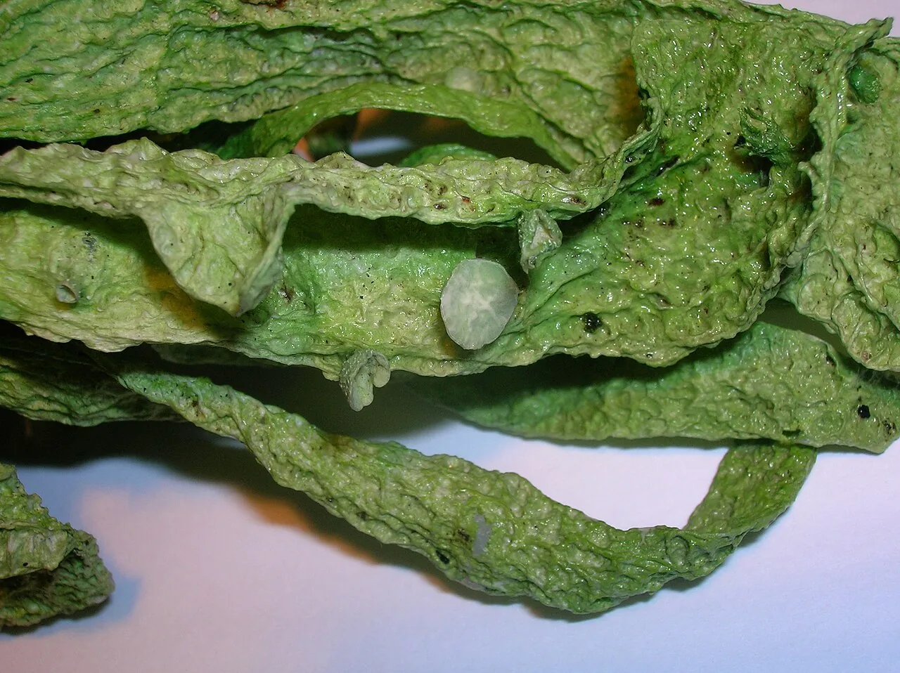 Ramalina caespitella (Ramalina caespitella) — photo mycologique