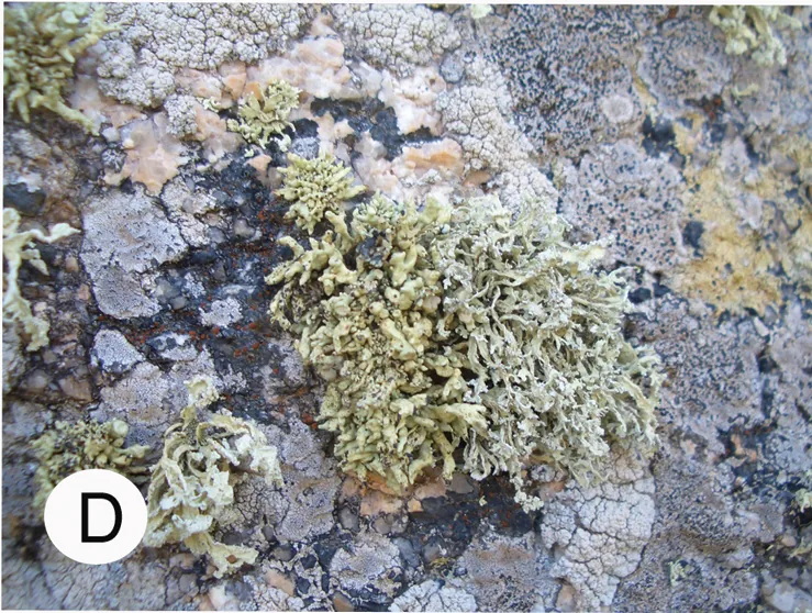 Ramalina clementeana (Ramalina clementeana) — photo mycologique