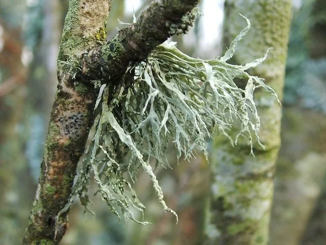 Ramalina farinacea (Ramalina farinacea) — photo mycologique