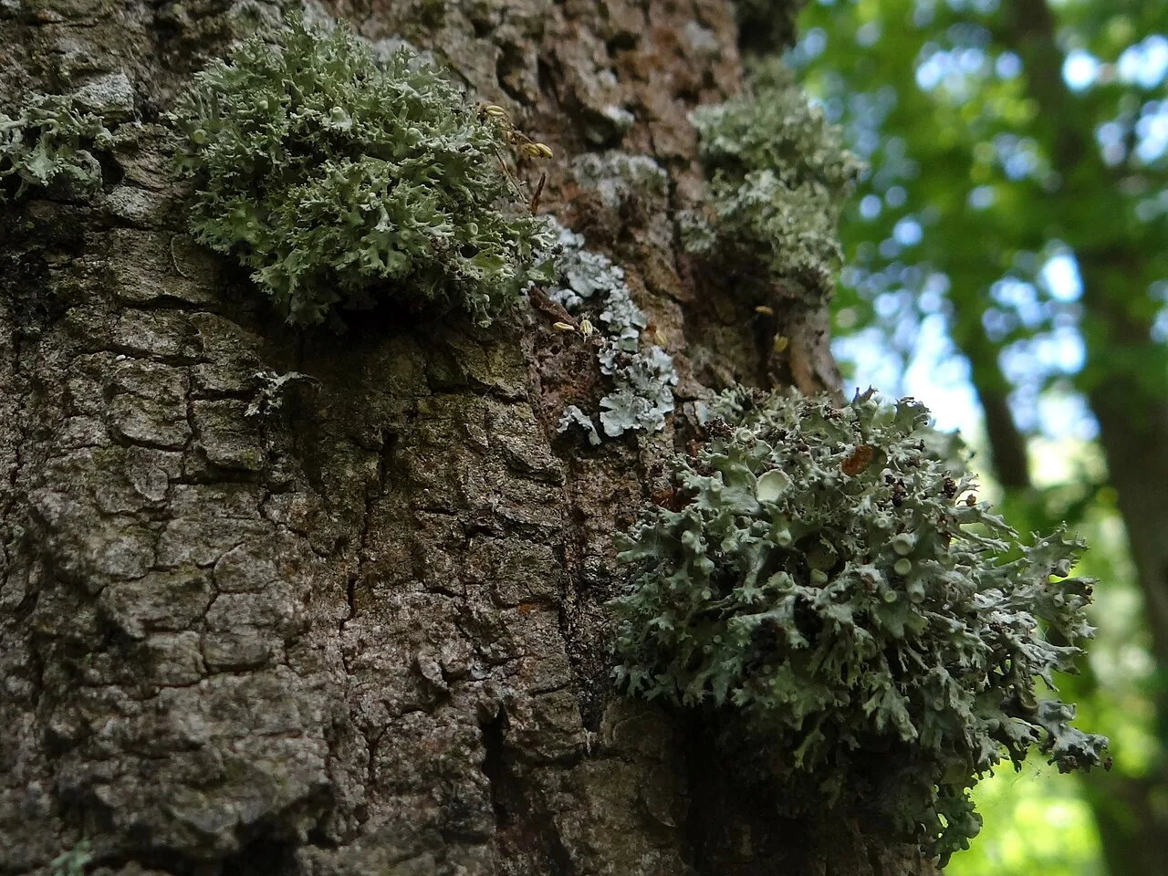 Ramalina fastigiata (Ramalina fastigiata) — photo mycologique