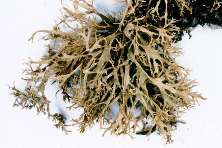 Ramalina intermedia (Ramalina intermedia) — photo mycologique