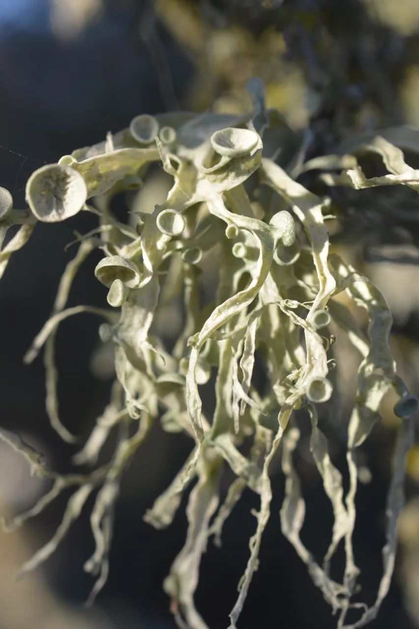 Ramalina leptocarpha (Ramalina leptocarpha) — photo mycologique