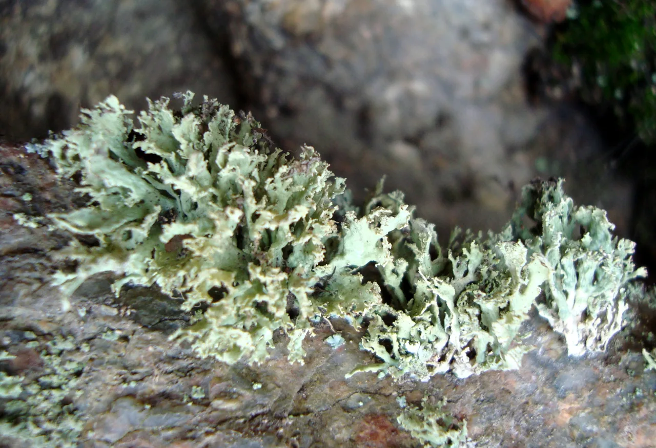 Ramalina pollinaria (Ramalina pollinaria) — photo mycologique
