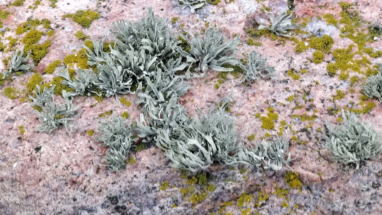 Ramalina polymorpha (Ramalina polymorpha) — photo mycologique