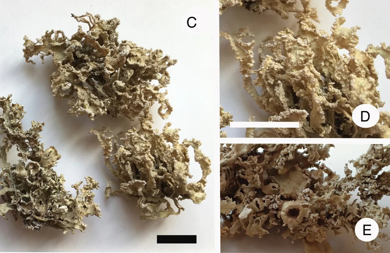 Ramalina requienii (Ramalina requienii) — photo mycologique