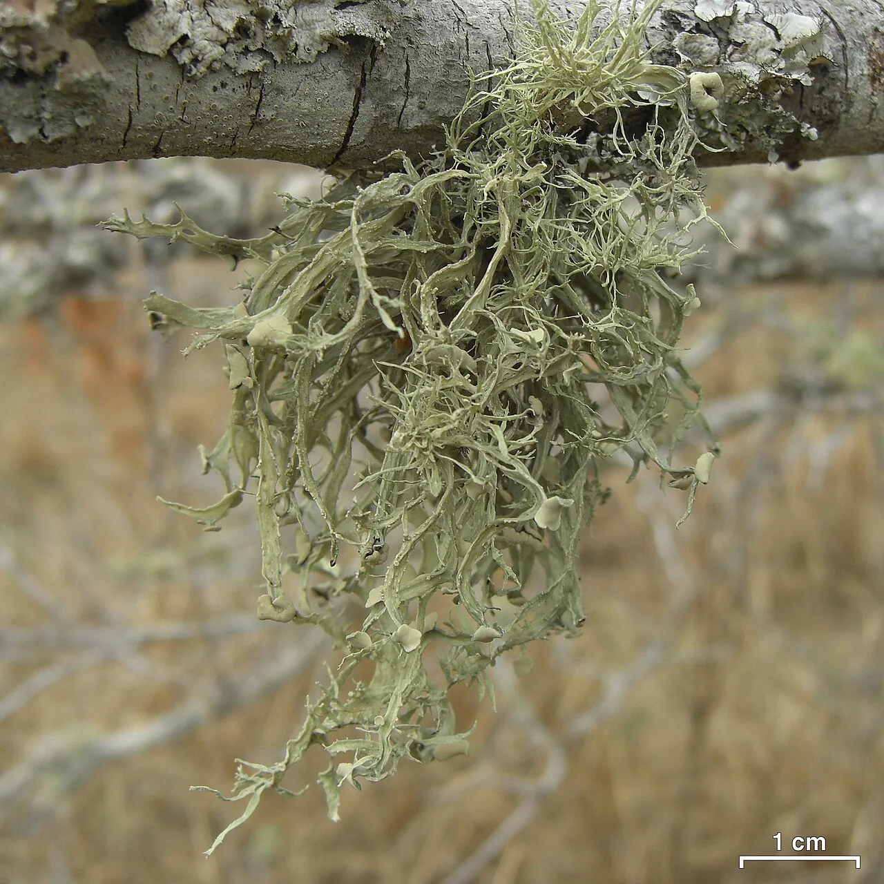 Ramalina stenospora (Ramalina stenospora) — photo mycologique
