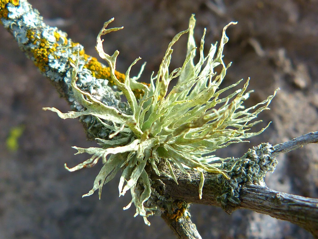Ramalina subleptocarpha (Ramalina subleptocarpha) — photo mycologique