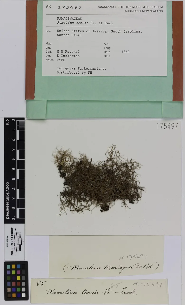 Ramalina tenuis (Ramalina tenuis) — photo mycologique