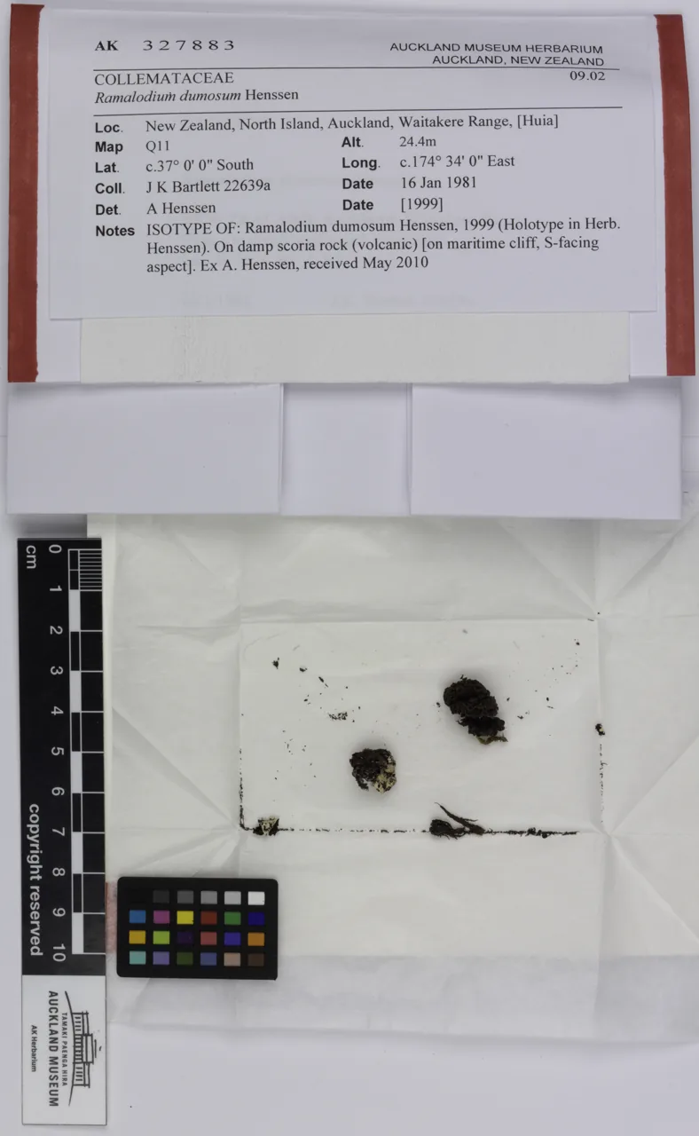 Ramalodium fecundissimum (Ramalodium fecundissimum) — photo mycologique