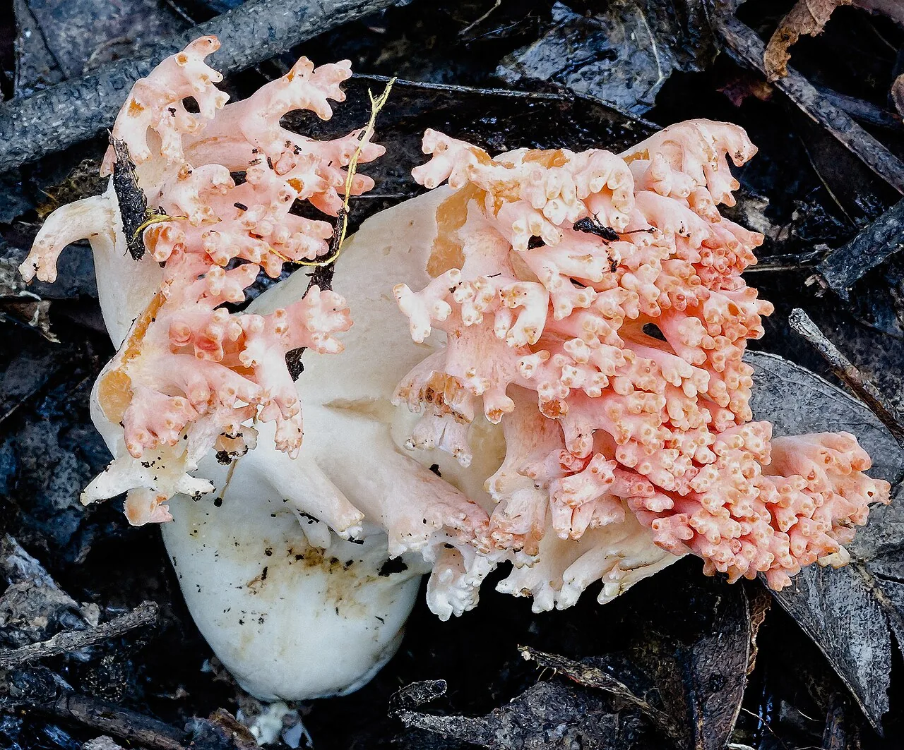 Ramaria botrytoides (Ramaria botrytoides) — photo mycologique