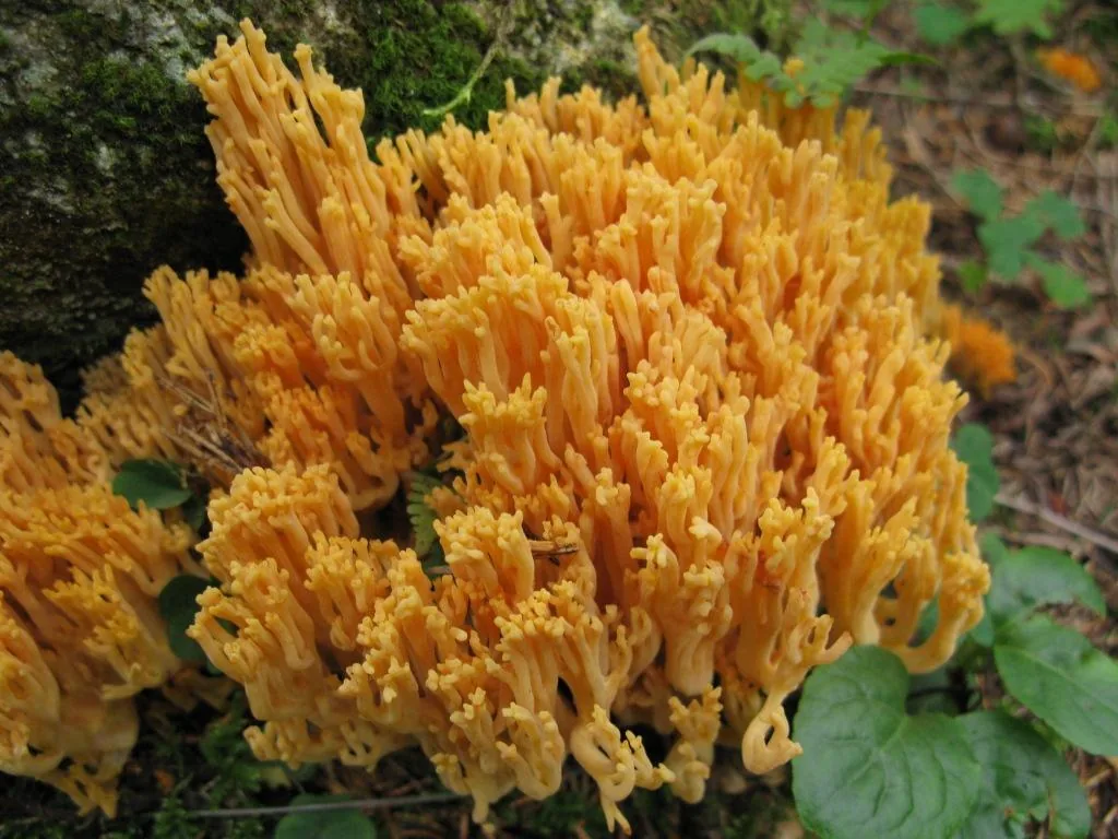Ramaria brunneicontusa (Ramaria brunneicontusa) — photo mycologique