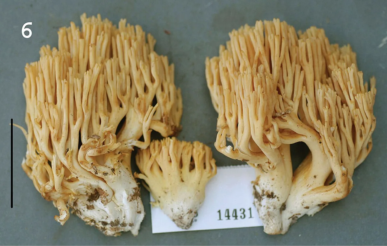 Ramaria calvodistalis (Ramaria calvodistalis) — photo mycologique