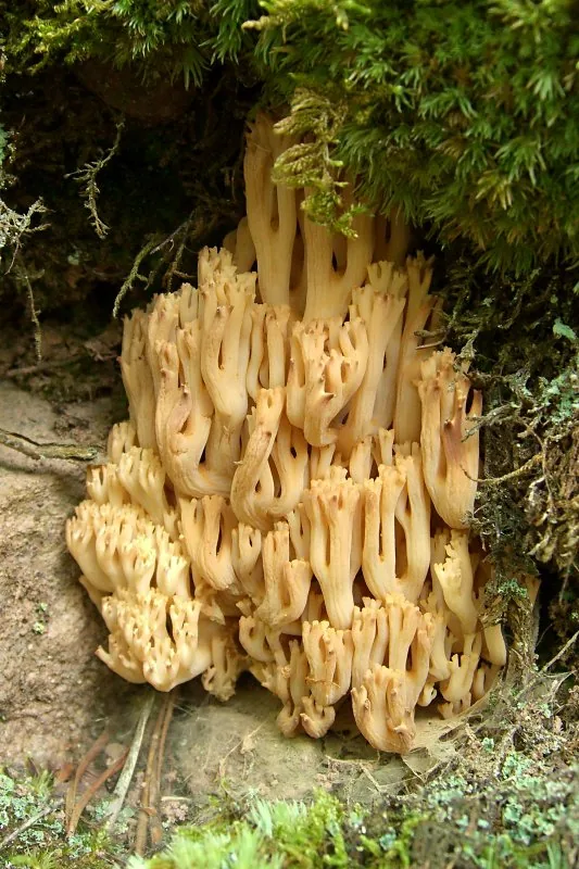 Ramaria caulifloriformis (Ramaria caulifloriformis) — photo mycologique