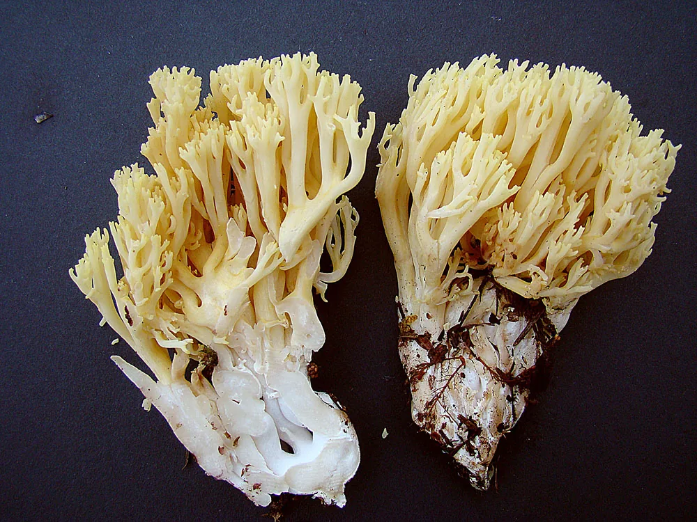 Ramaria cystidiophora (Ramaria cystidiophora) — photo mycologique
