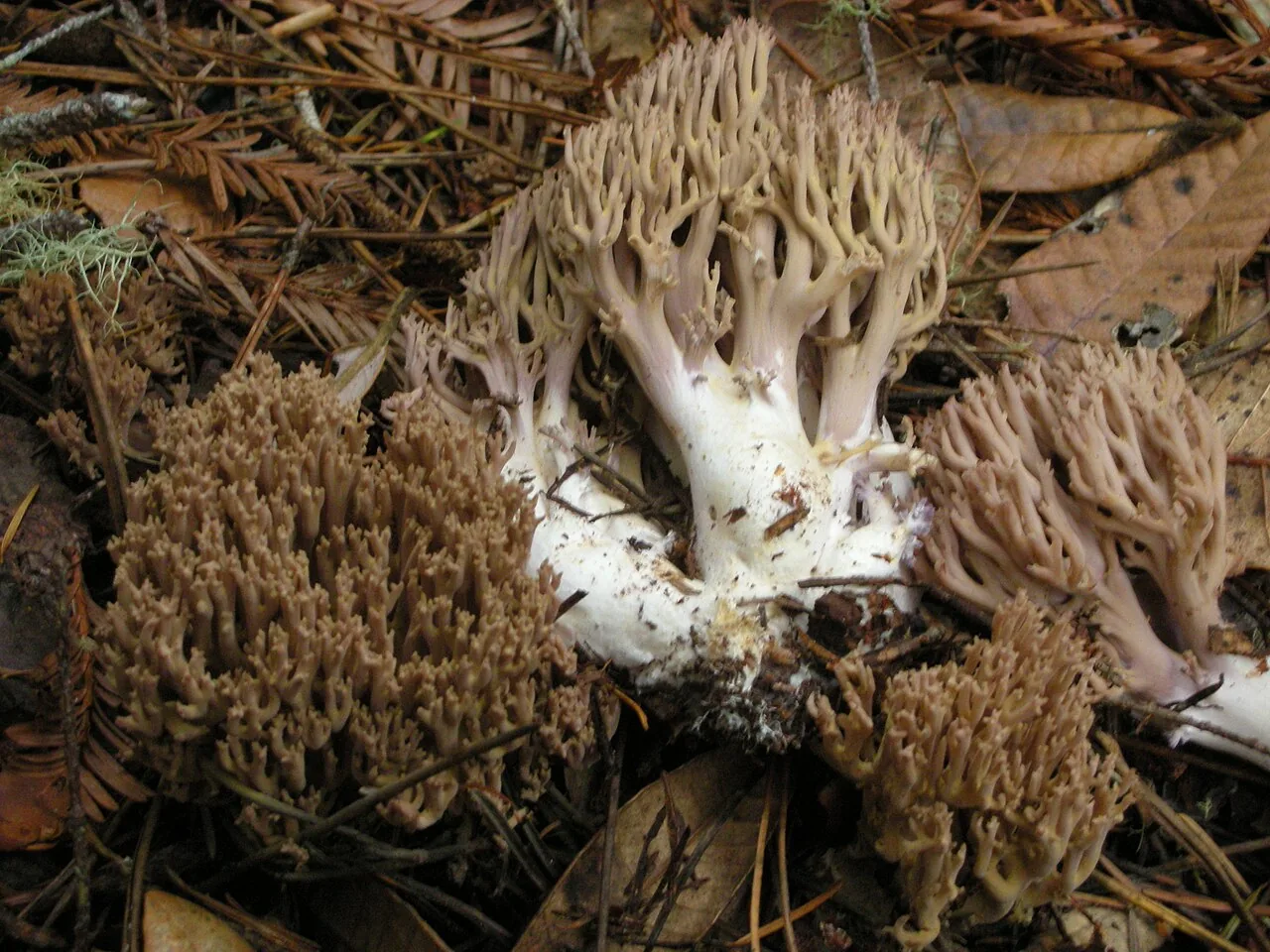 Ramaria fennica (Ramaria fennica) — photo mycologique