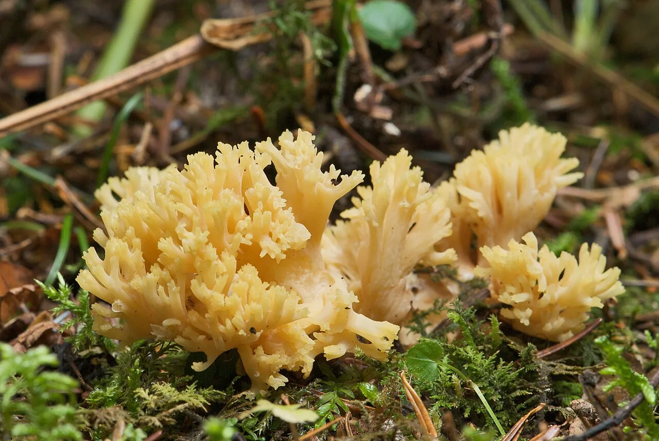 Ramaria flava (Ramaria flava) — photo mycologique