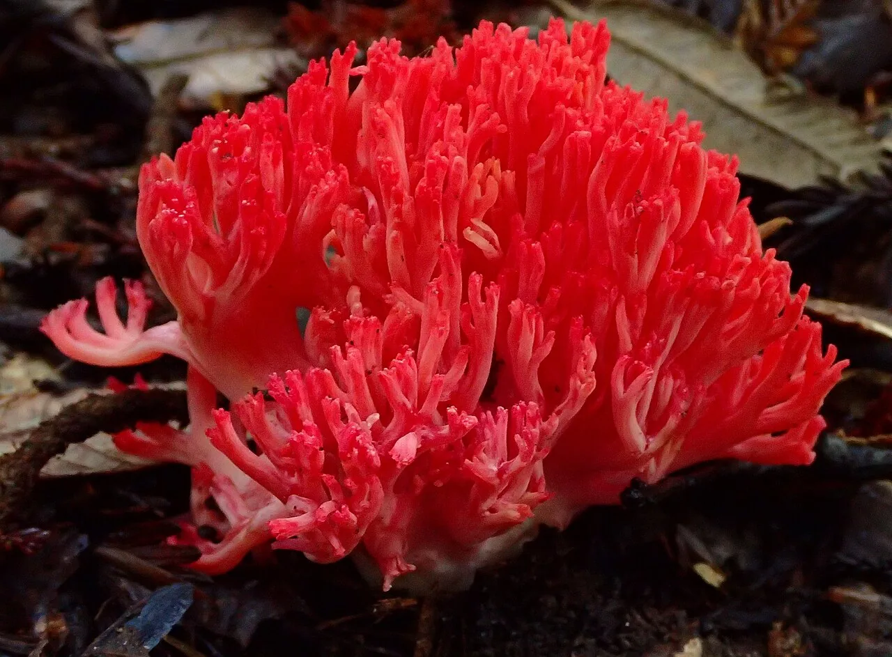 Ramaria flavissima (Ramaria flavissima) — photo mycologique