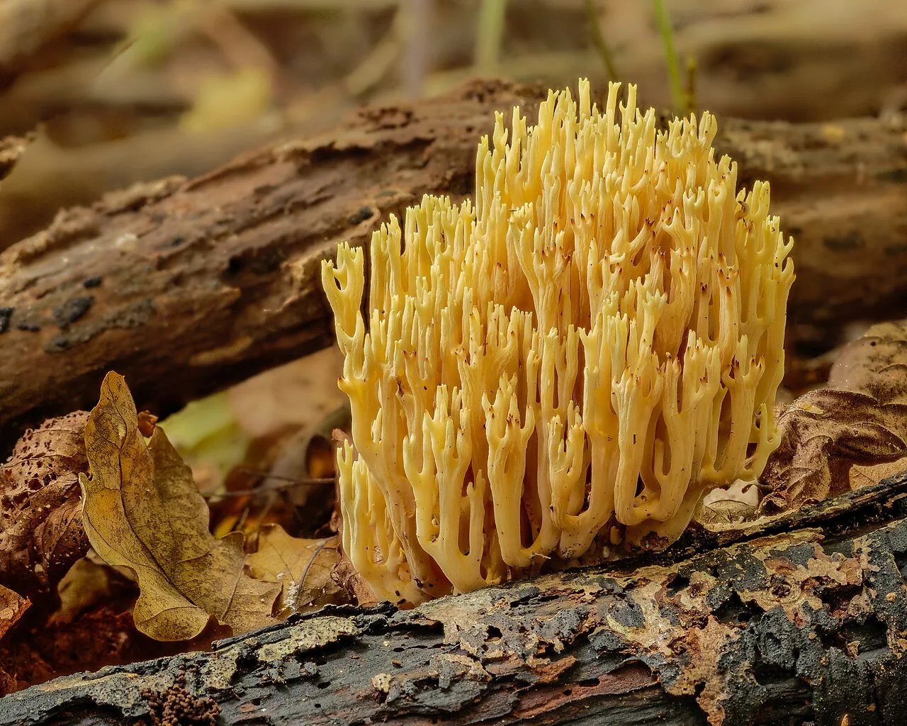 Ramaria formosa (Ramaria formosa) — photo mycologique