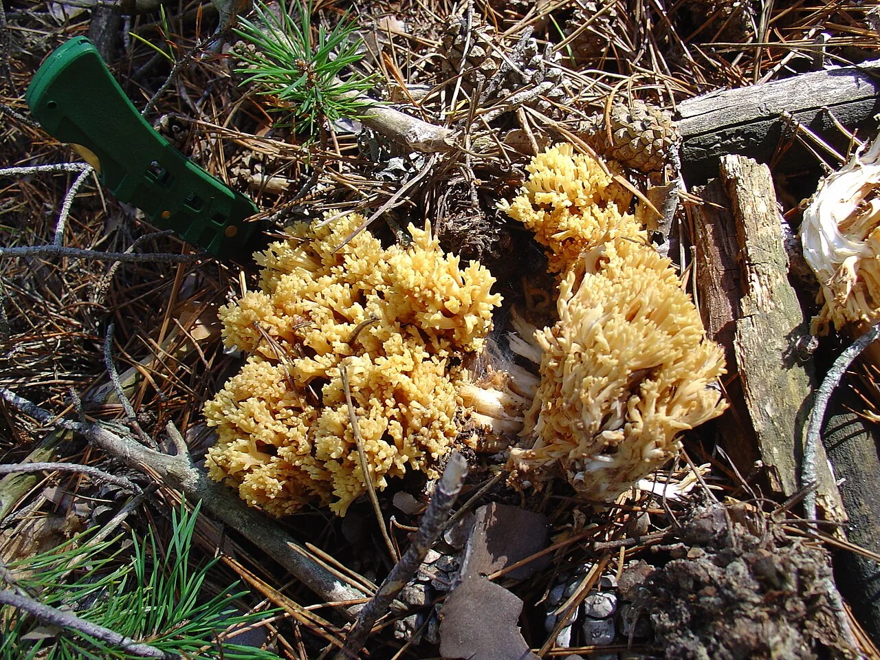 Ramaria lutea (Ramaria lutea) — photo mycologique
