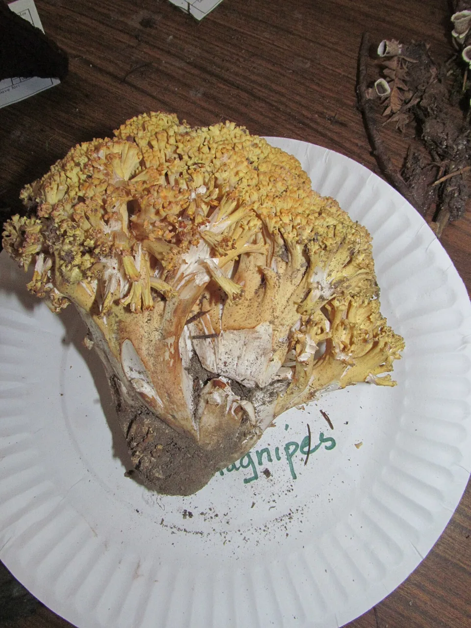 Ramaria magnipes (Ramaria magnipes) — photo mycologique