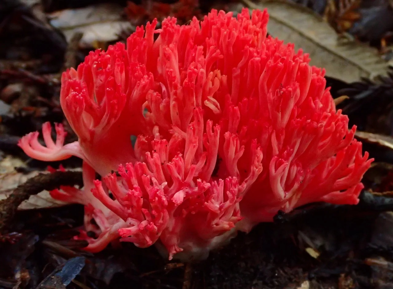 Ramaria mediterranea (Ramaria mediterranea) — photo mycologique