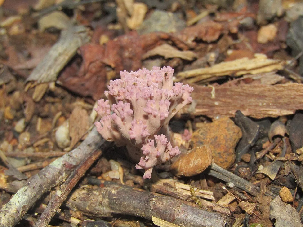 Ramaria purpureopallida (Ramaria purpureopallida) — photo mycologique