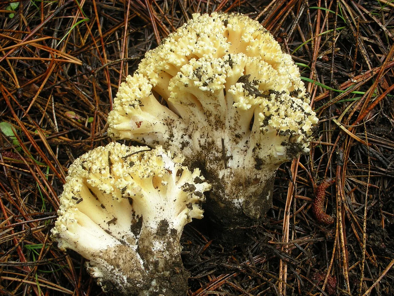 Ramaria rasilispora (Ramaria rasilispora) — photo mycologique